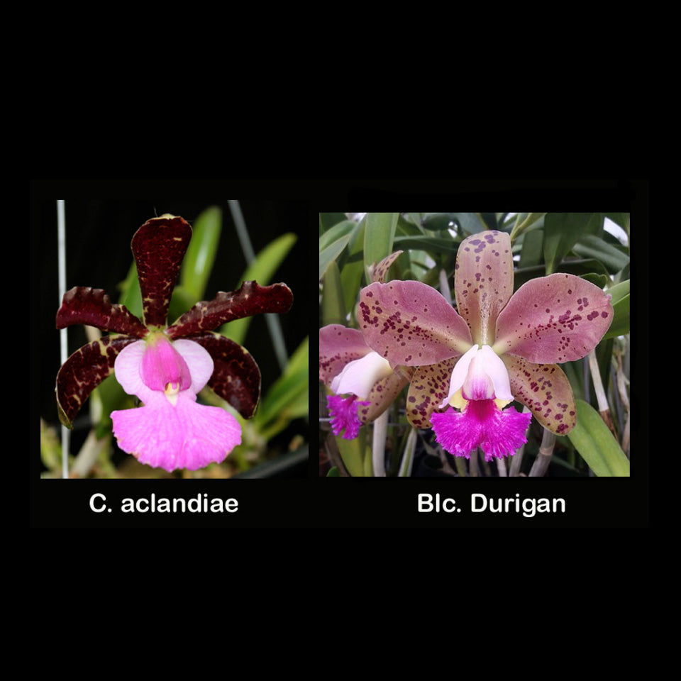 C. aclandiae x BLC. Durigan