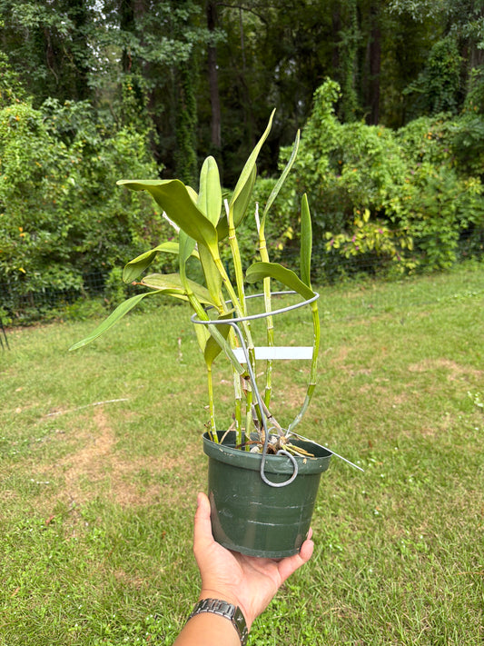 Cattleya amethystoglossa