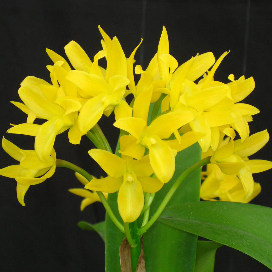 C. aurantiaca (yellow form)