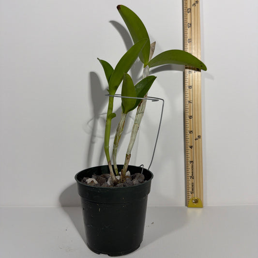 C. aurantiaca (yellow form)
