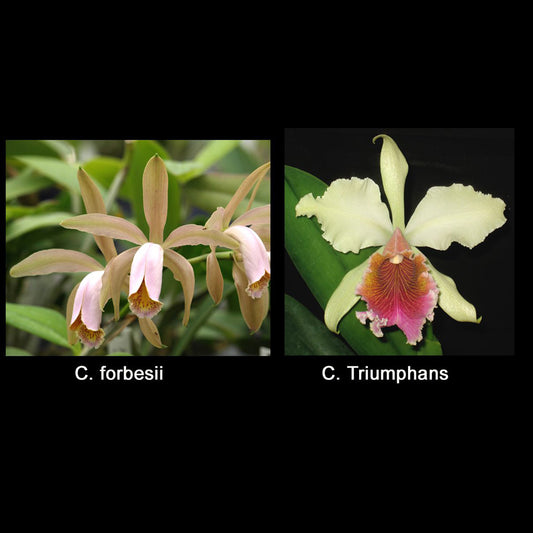 C. forbesii x C. Triumphans