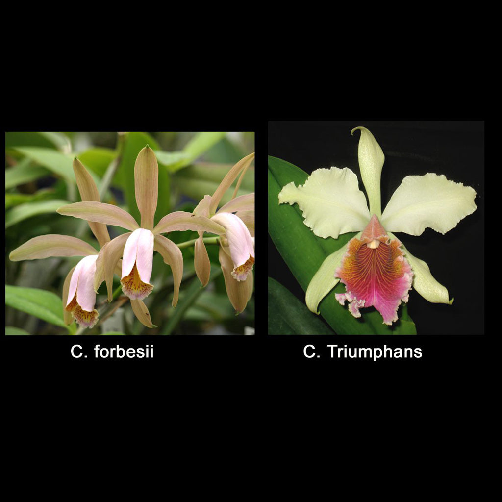 C. forbesii x C. Triumphans