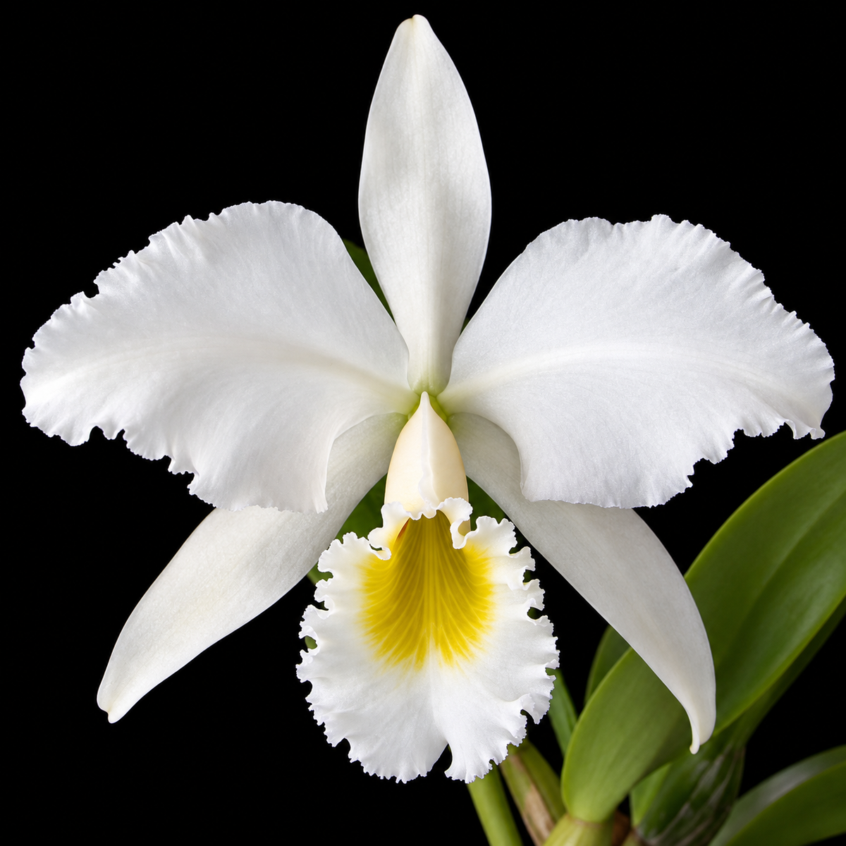 A single white orchid flower, Cattleya gaskelliana with a bright yellow center and green leaves, photographed against a solid black background.