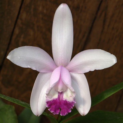 A close-up image of a Cattleya intermedia orchid flower with a pink blush on the lip, dark wine-colored lip, and green leaves.