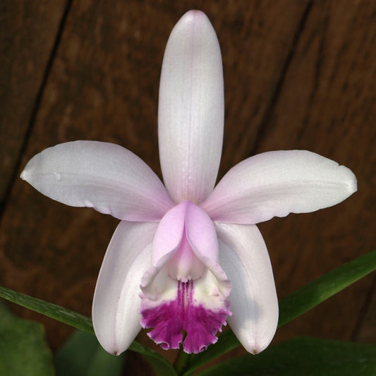 A close-up image of a Cattleya intermedia orchid flower with a pink blush on the lip, dark wine-colored lip, and green leaves.