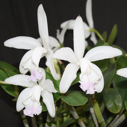 Cattleya intermedia var. amethystina ‘Jewell Blush’