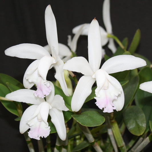 Cattleya intermedia var. amethystina ‘Jewell Blush’