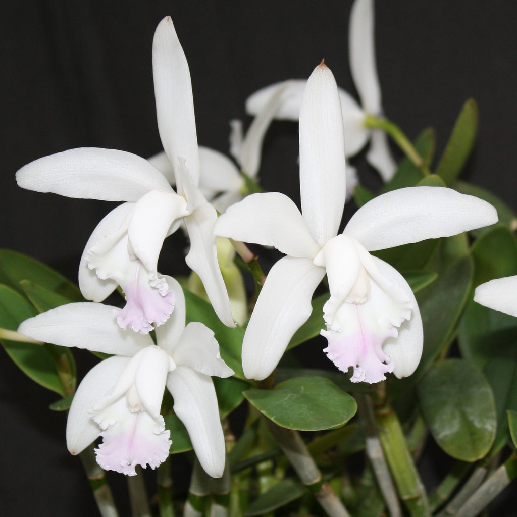 C. intermedia var. amethystina ‘Jewell Blush’