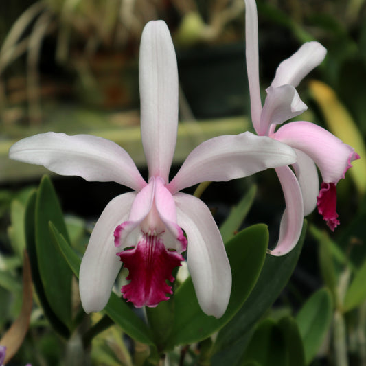 C. intermedia var. vinicolor ‘Marcella’