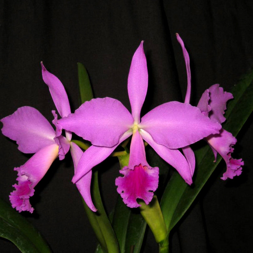 C. jenmanii var. rubra x self