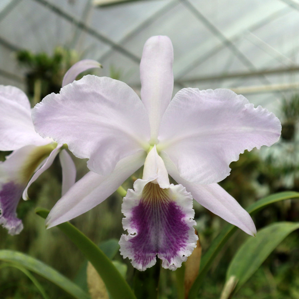 C. labiata var. coerulea