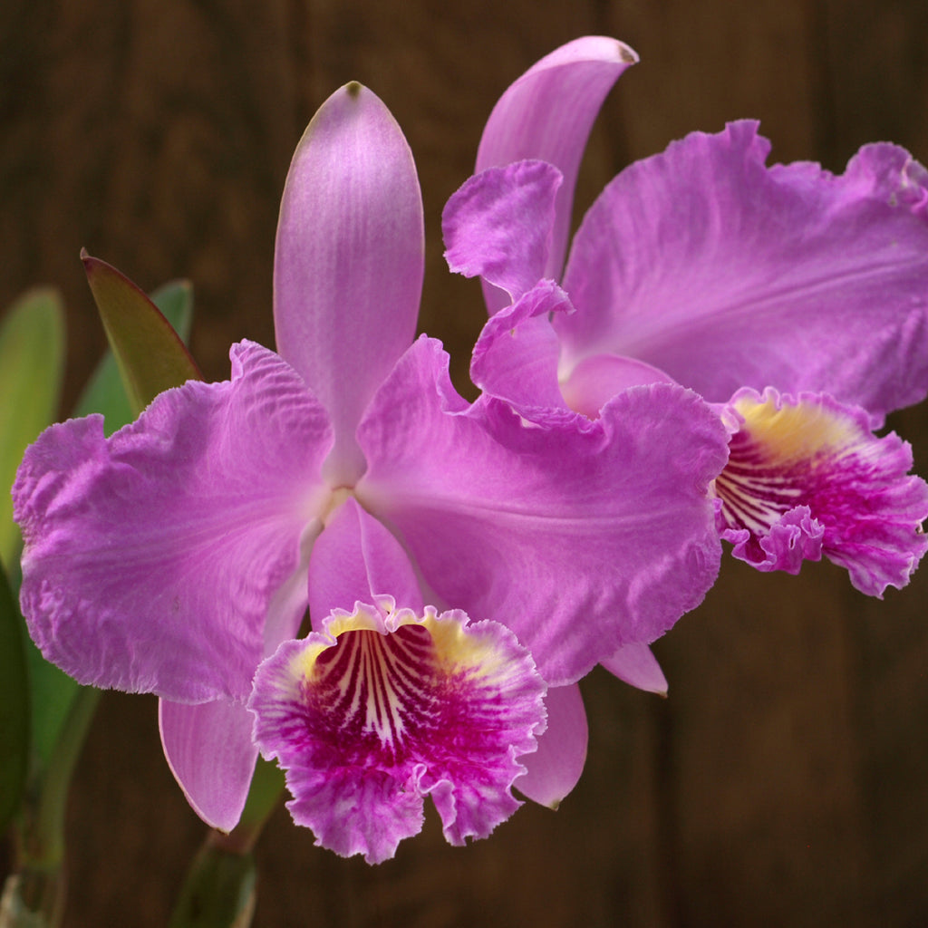 C. lueddemanniana var. rubra