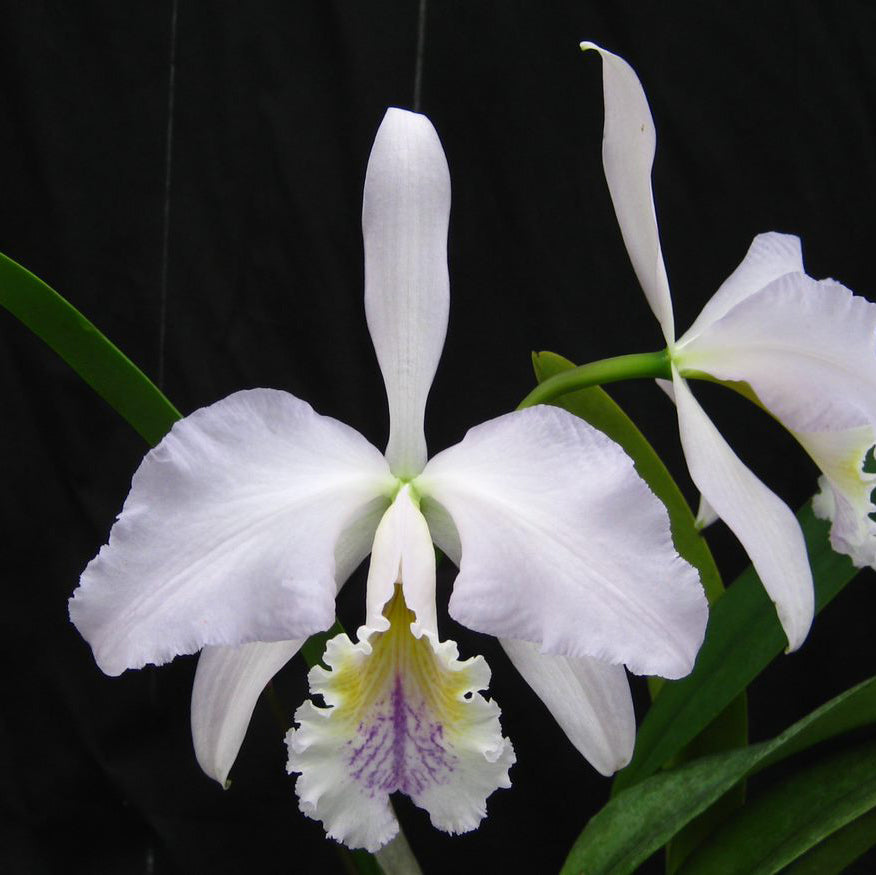 C. mossiae var. coerulea
