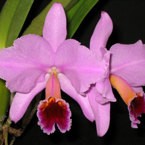 C. percivaliana