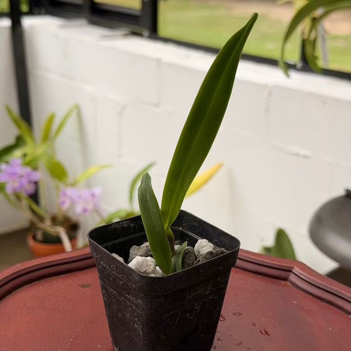 Cattleya (Laelia) purpurata var. carnea
