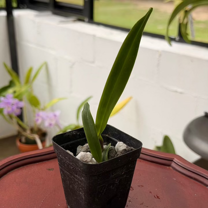 Cattleya (Laelia) purpurata var. carnea