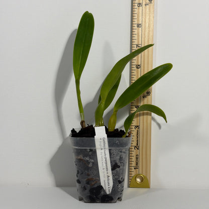 Cattleya (Laelia) purpurata var. delicata