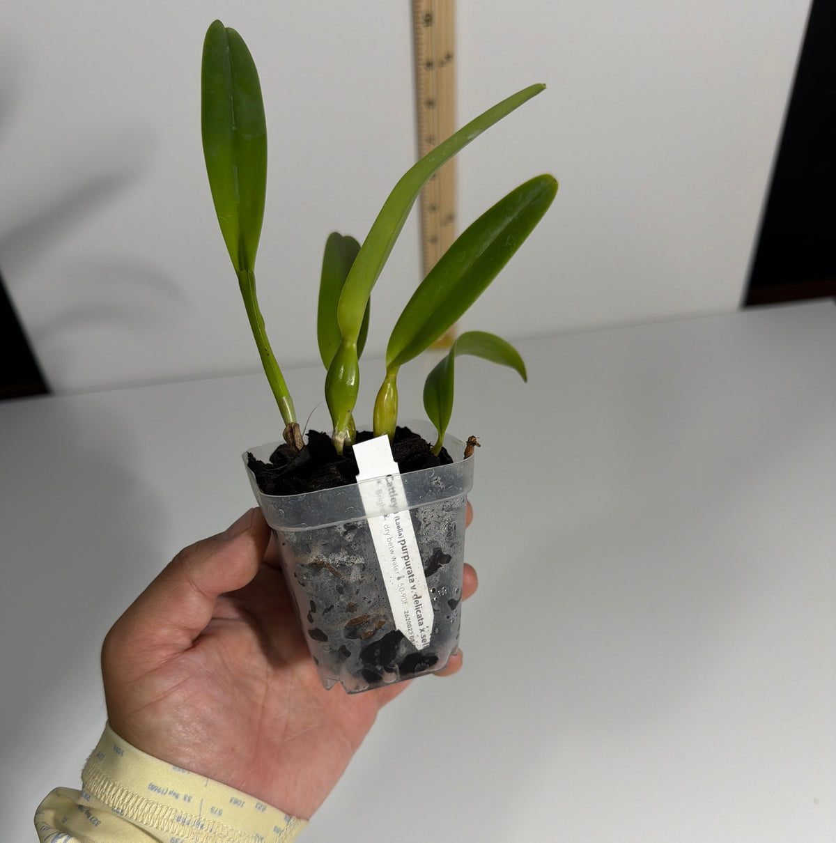 Cattleya (Laelia) purpurata var. delicata