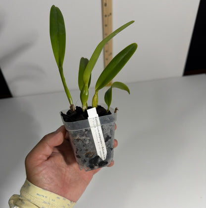 Cattleya (Laelia) purpurata var. delicata