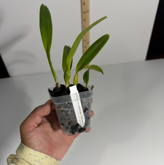 Cattleya (Laelia) purpurata var. delicata