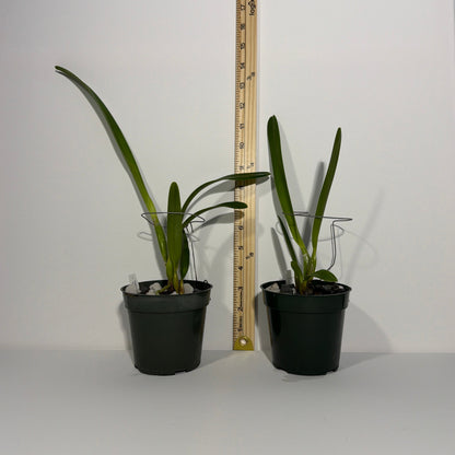 Cattleya (Laelia) purpurata var. delicata