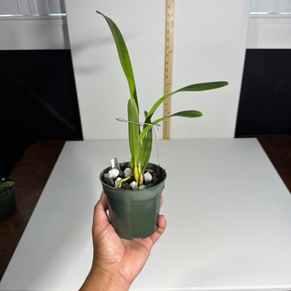 Cattleya (Laelia) purpurata var. delicata