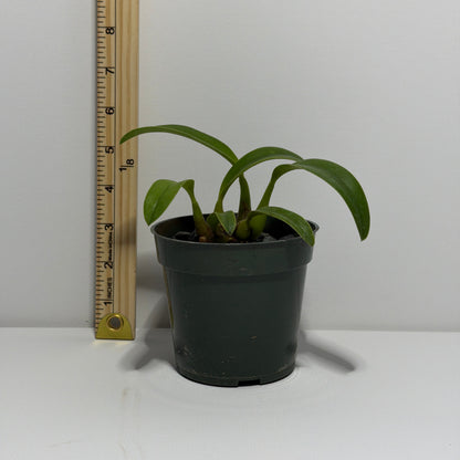 Cattleya sanguiloba x Cattleya gloedeniana 'Miranda' (L. macrobulbosa)