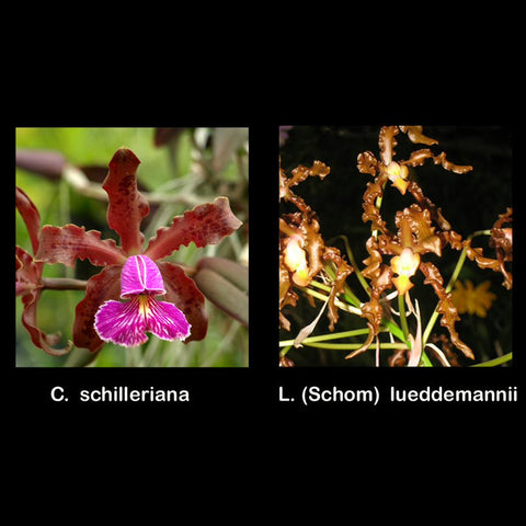 C. schilleriana  x Schom. lueddemannii