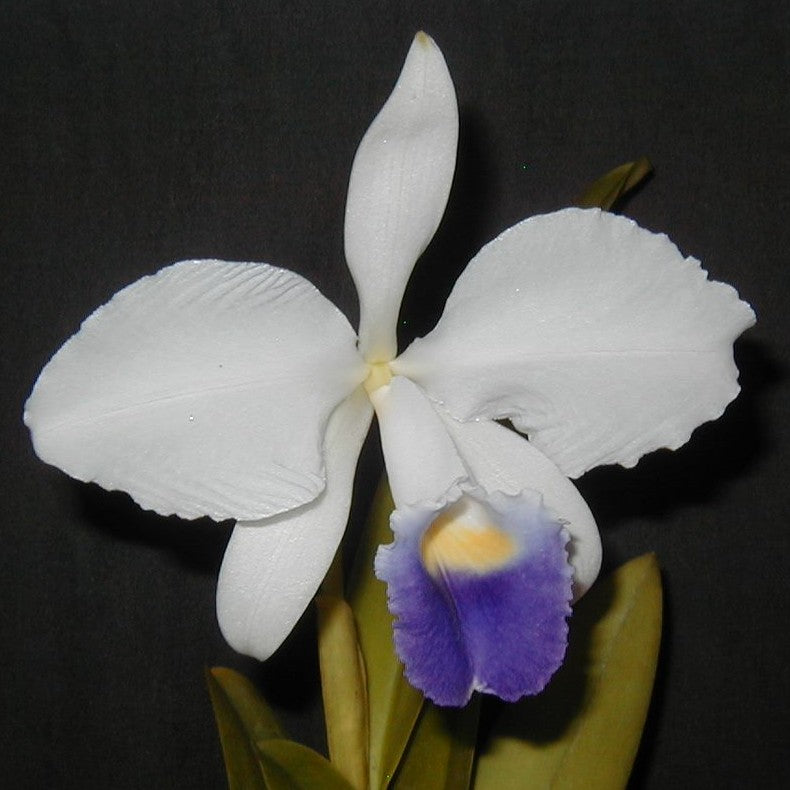 C. trianae var. coerulea