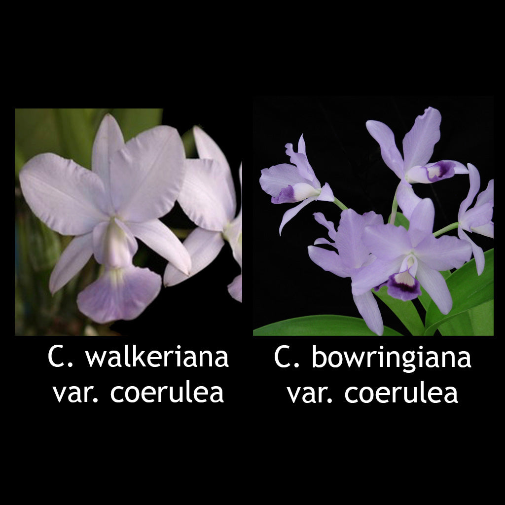 C. walkeriana var. coerulea x C. bowringiana var. coerulea