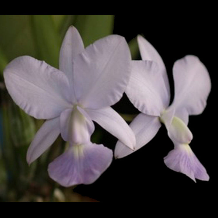 Cattleya walkeriana var. coerulea ‘Monte Azul’ AM/AOS