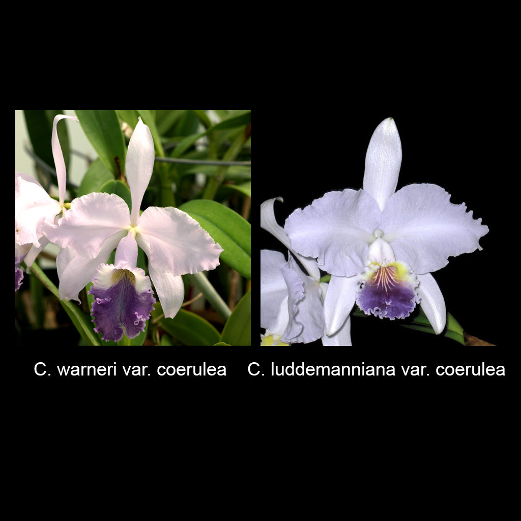 C. warneri var. coerulea x C. luddemanniana var. coerulea