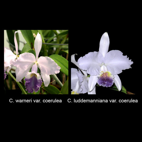 C. warneri var. coerulea x C. luddemanniana var. coerulea