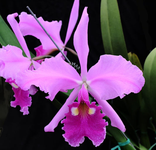 C. warscewiczii