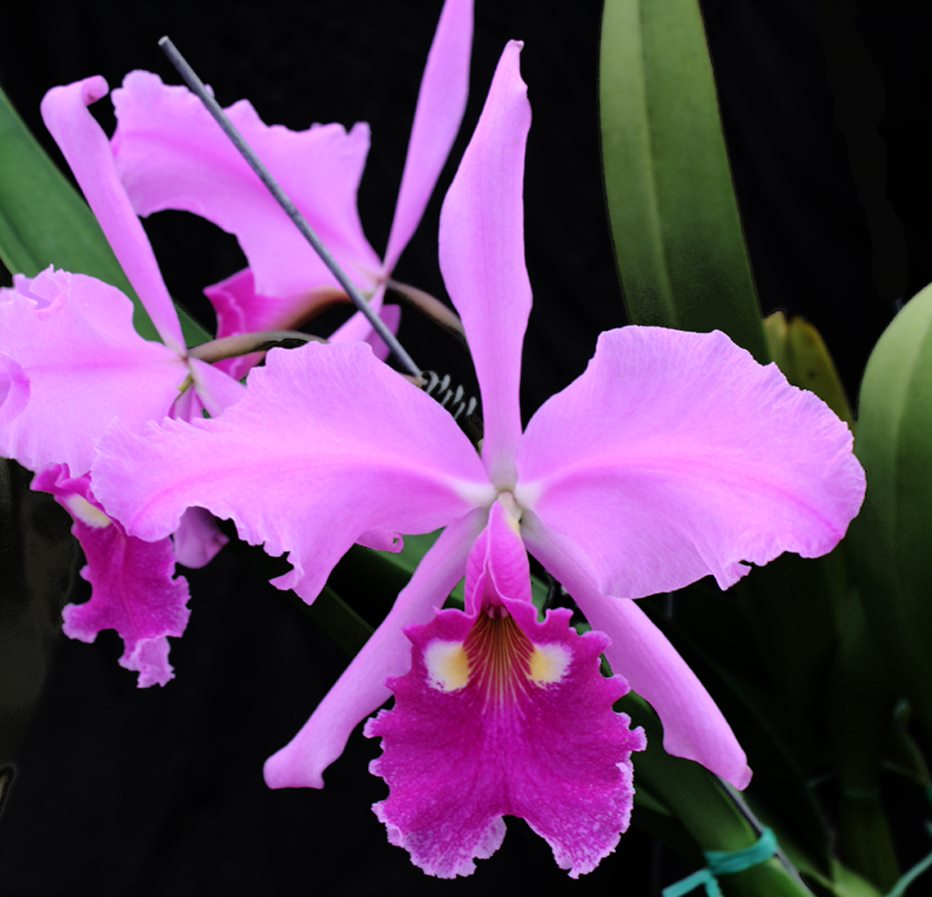 C. warscewiczii