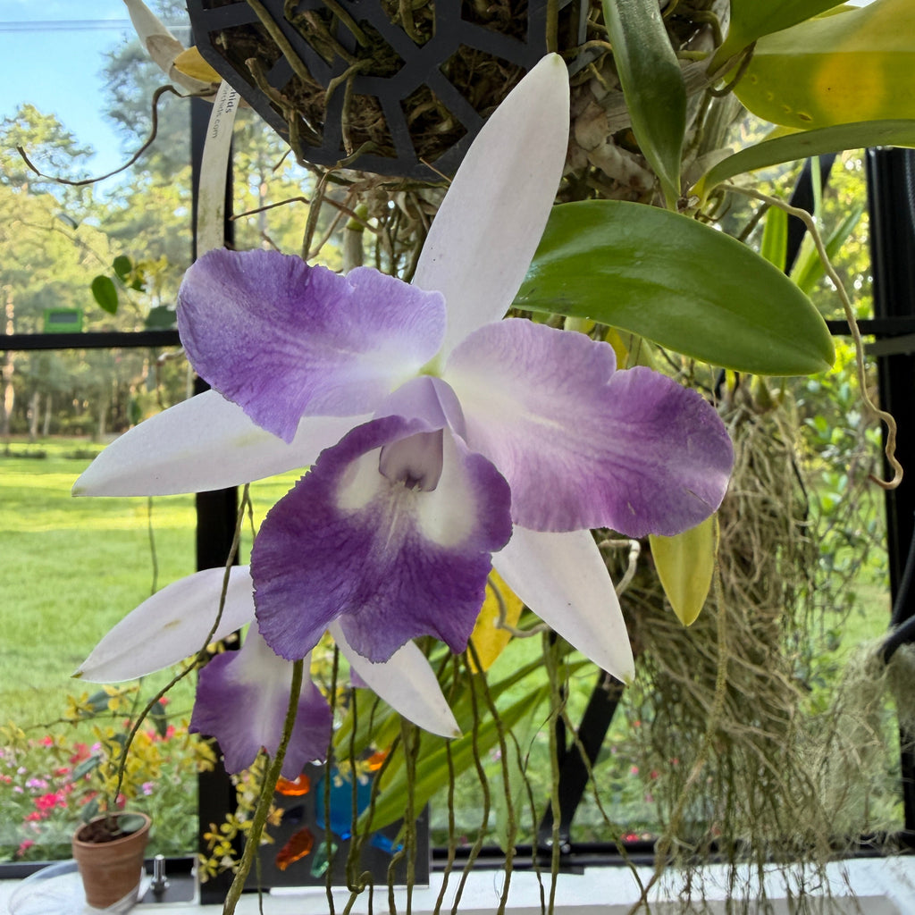 A purple and white Cattleya orchid flower in bloom, hanging in front of a window with green foliage and a black hanging planter visible in a garden setting.