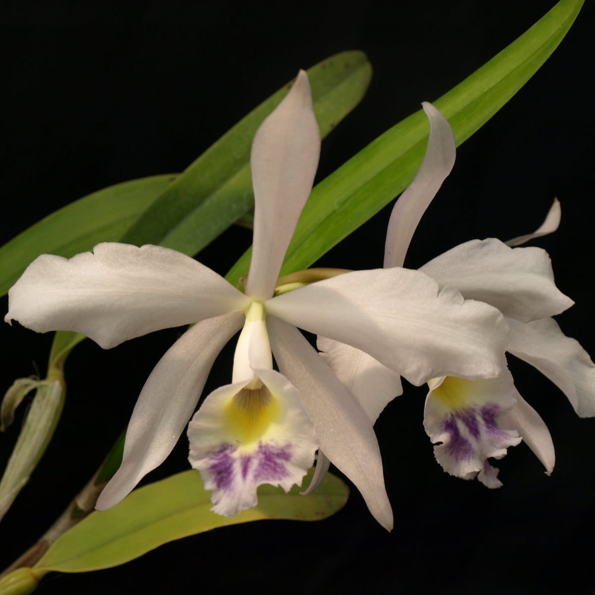 A close-up of a white orchid flower, cattleya Heavenly Moonlight with a yellow and purple lip, surrounded by green leaves against a solid black background.