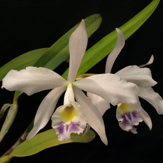 A close-up of a white orchid flower, cattleya Heavenly Moonlight with a yellow and purple lip, surrounded by green leaves against a solid black background.