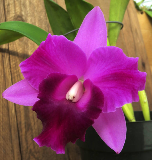 A close-up of a blooming cattleya orchid (Mini song)  with bright magenta-pink petals and a deep purple lip, shown in a black pot against a wooden background.