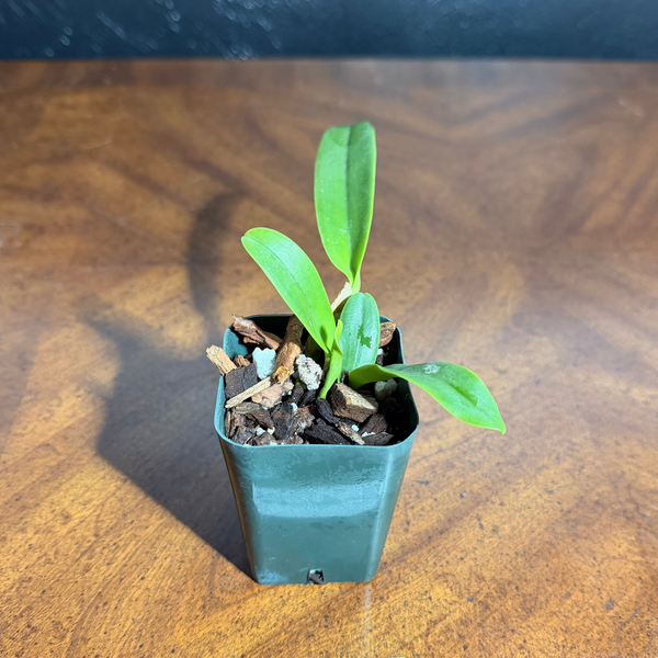 Cattleya C.G. Roebling