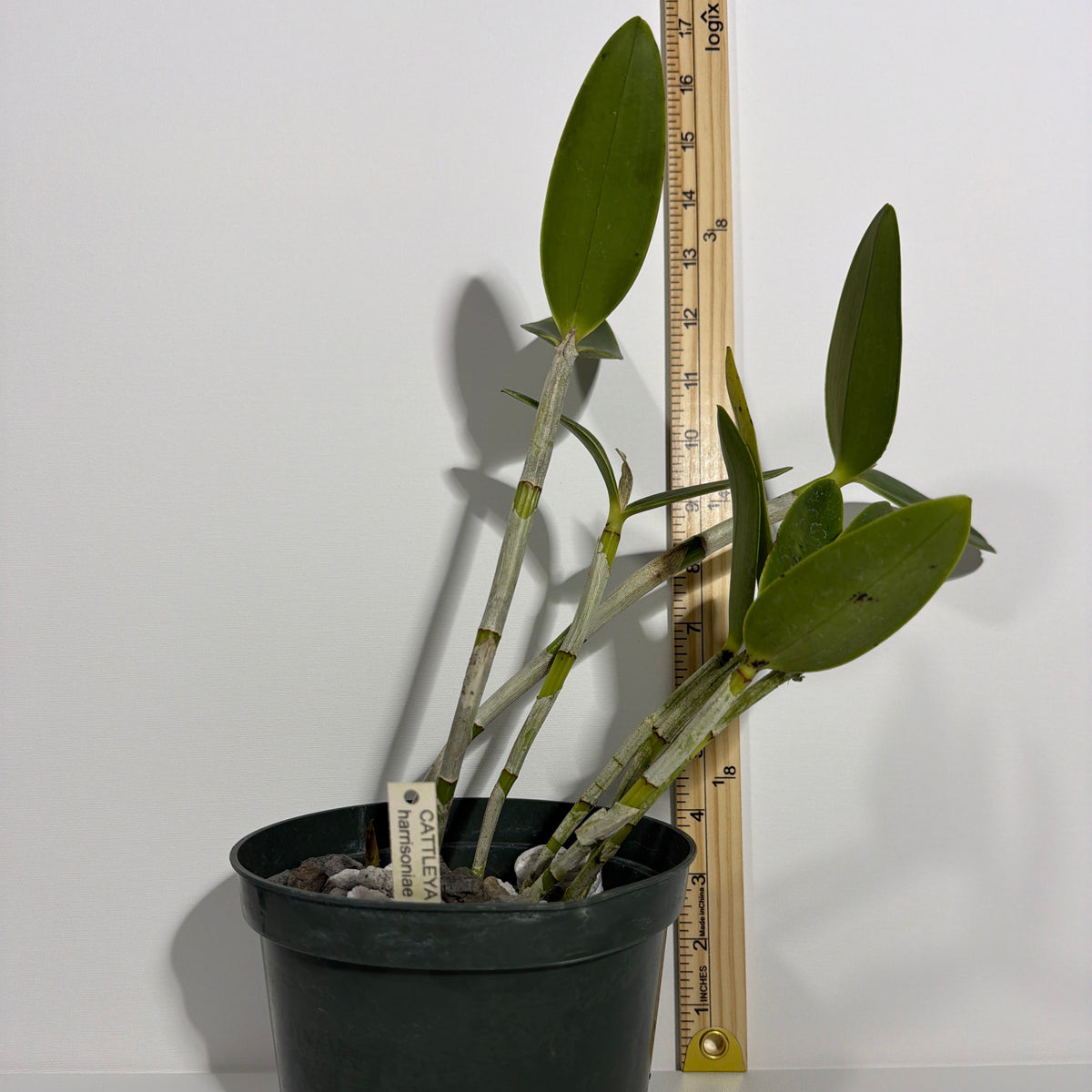 A potted Cattleya Harrisoniae var. alba orchid with green leaves and segmented stems, shown in a green nursery pot next to a wooden ruler for size reference, set against a plain white background.