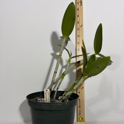 A potted Cattleya Harrisoniae var. alba orchid with green leaves and segmented stems, shown in a green nursery pot next to a wooden ruler for size reference, set against a plain white background.
