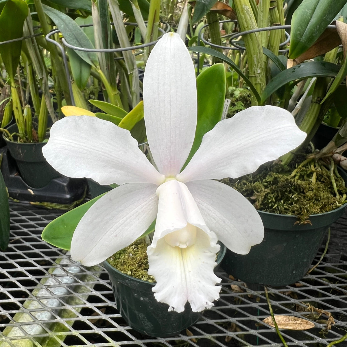 A single pale white orchid flower from Cattleya harrisoniae var alba blooming in a greenhouse among potted plants on a metal grid table.