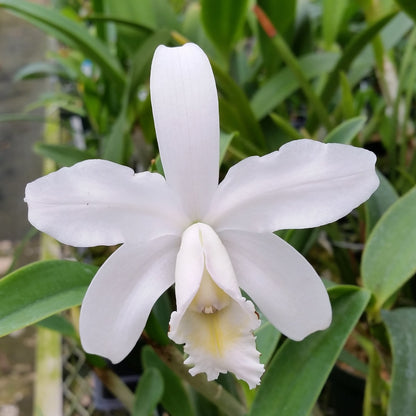 A single white orchid flower Cattleya harrisoniae var. alba with a pale yellow center, photographed in a greenhouse setting with green leaves and stems in the background.