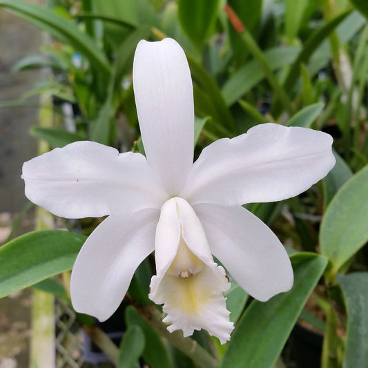 A single white orchid flower Cattleya harrisoniae var. alba with a pale yellow center, photographed in a greenhouse setting with green leaves and stems in the background.