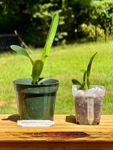Cattleya (Laelia) purpurata var. carnea