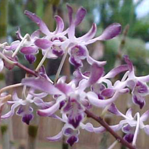 Dendrobium Blue Twinkle 'Valley Isle' AM/AOS