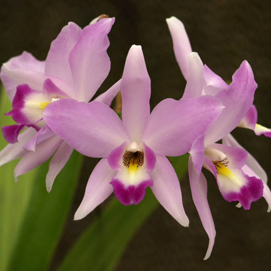 Dialaelia Mizoguchi