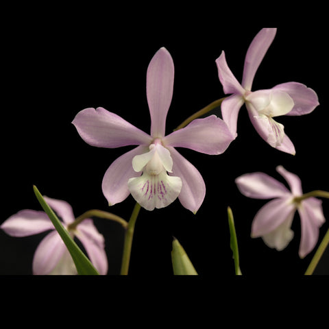 Epc. Thumper McClain ‘Summer Storm’