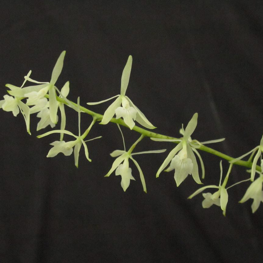 Epidendrum (Epi.) purum